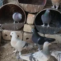 کبوتر ترکیه ای