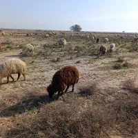 گوسفند پشم زنی