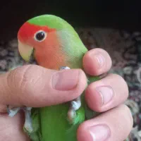 طوطی برزیلی مولد|پرنده|کرمانشاه, |دیوار