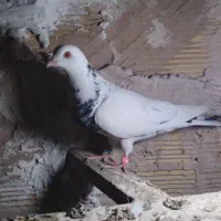 کبوتر پرشی|پرنده|خوی, |دیوار