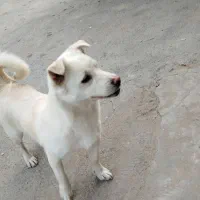 سگ پا کوتاه