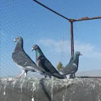 کفتر.کبوتر.چاپی مسافتی