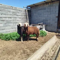 دوعدد طوقلی نر