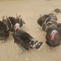 فروش 18عدد بوقلمون برنز،|حیوانات مزرعه|ابهر, |دیوار