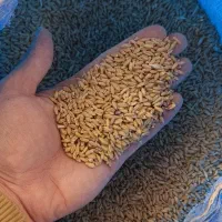 فروش گندم دیم|خدمات باغبانی و درختکاری|اقلید, |دیوار