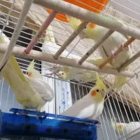 پرنده عروس هلندی|پرنده|گلبهار, نوبهار|دیوار