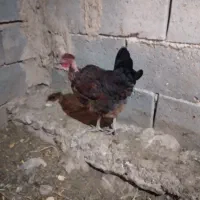 مرغ بومی گردن لخت|حیوانات مزرعه|رودشت (اصفهان), |دیوار