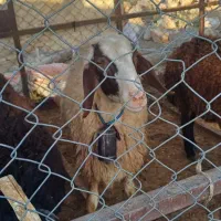 گوسفند میش شیشک|حیوانات مزرعه|اسلامآباد غرب, |دیوار