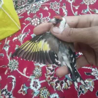 سهره مهاجر جنگلی زرد|پرنده|تاکستان, |دیوار