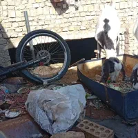 بز کره|حیوانات مزرعه|میبد, |دیوار