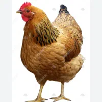 ذبح مرغ با پیک رایگان درب منزل