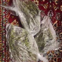 گیاه کاکوتی تازه خوش عطر بفروش میرسد