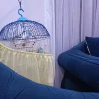 مرغ عشق‌|پرنده|فردیس, شهرک ارم|دیوار