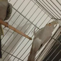 عروس هلندی جفت|پرنده|همدان, |دیوار