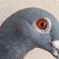 کفتر چاپی نر مسافتی