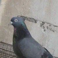 سلام یک ماده سبزکاکل چشم نوک سفیدوماده سیاه