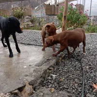 واگذاری سگ پیتبول دوبرمن|سگ|اورامان, |دیوار