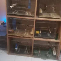 فنچ برای سوله دار خوبه فروش فوری تمام فنچ