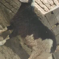 بره نر