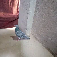 ماده پولکی|پرنده|تربتحیدریه, بازار|دیوار