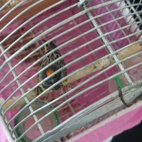 گلبسر دهن زن|پرنده|شیراز, کوشک میدان|دیوار