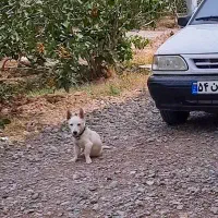 واگذاری سگ نگهبان