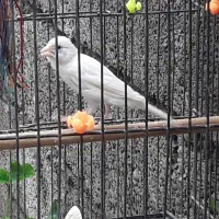 قناری نر سفید بلند....|پرنده|آمل, |دیوار