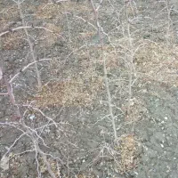 نهال عناب پاجوش