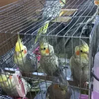 ۷ عدد عروس هلندی|پرنده|اصفهان, برلیان|دیوار