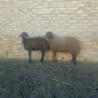 بره ماده هترو