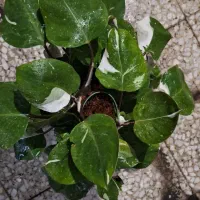 گیاه آپارتمانی خاص وجذاب