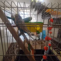 مرغ عشق نژاد انگلیسی