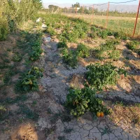 فروش باغ|فروش زمین و ملک کلنگی|سراب, |دیوار