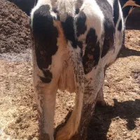 گاو جوان شکم اول