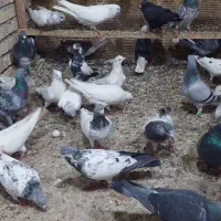 کبوتر شیخی پاکستانی ۵۰عدد|پرنده|بندر ماهشهر, |دیوار