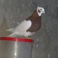 طوقی پرنده نر