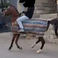 اسب نریون کرد|اسب و تجهیزات اسب‌سواری|نمین, |دیوار