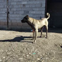 سگ سرابی|سگ|میاندوآب, |دیوار