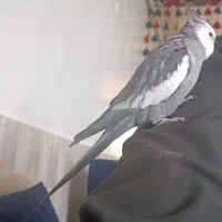 عروس هلندی