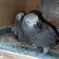 کاسکو جفت مولد کارداده کینگ سایز|پرنده|تهران, مسعودیه|دیوار