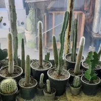کاکتوس|گل و گیاه طبیعی|مشهد, سجادیه|دیوار