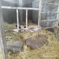 نیروی کار ساده گاوداری