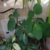 گل های کنارسالنی|گل و گیاه طبیعی|ری, شهرری|دیوار