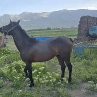 اسب