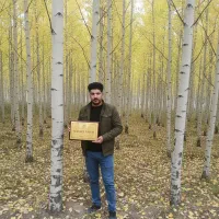 صنوبر بوکان، انتخاب ایده‌آل برای تولید چوب|خدمات باغبانی و درختکاری|بوکان, |دیوار