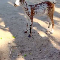 ابستن و بزغاله