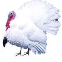 جوجه یک روزه گوشتی و بوقلمون بیوتی و برنز|حیوانات مزرعه|شیراز, حومه شیراز|دیوار