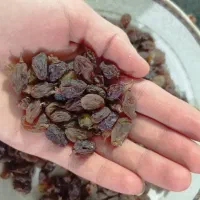 کشمش اورگانیک|خوردنی و آشامیدنی|یاسوج, |دیوار