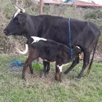 گاو گیل دورگ با گوساله ماده فقیر|حیوانات مزرعه|رشت, حومه رشت|دیوار