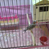 فنچ مولد|پرنده|ارومیه, |دیوار